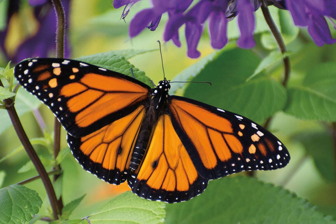 Gdzie znikają motyle?