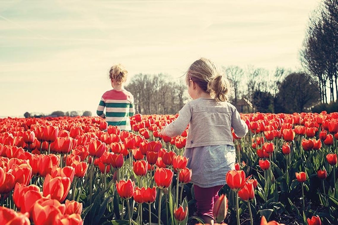 Gigantyczny festiwal tulipanów w Illinois już w najbliższych dniach