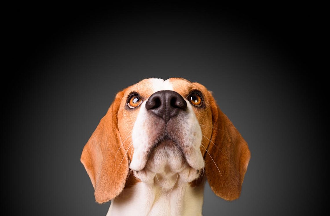 Hodowla odda do adopcji 1500 psów rasy beagle przeznaczonych na testy laboratoryjne