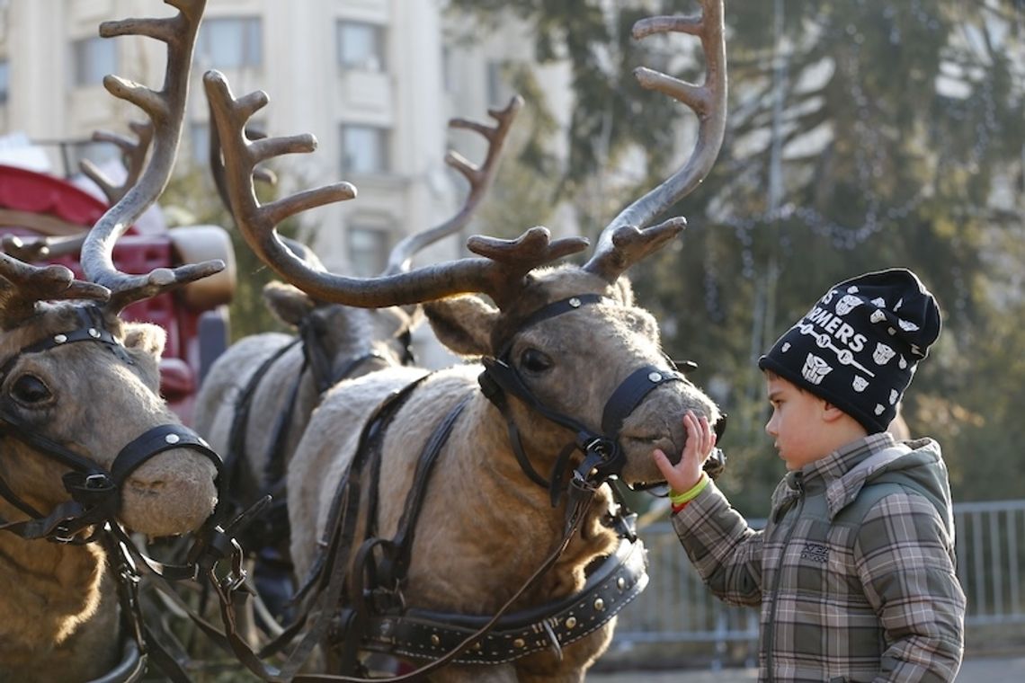 Inspektorat weterynarii wydał reniferom św. Mikołaja świadectwo zdrowia