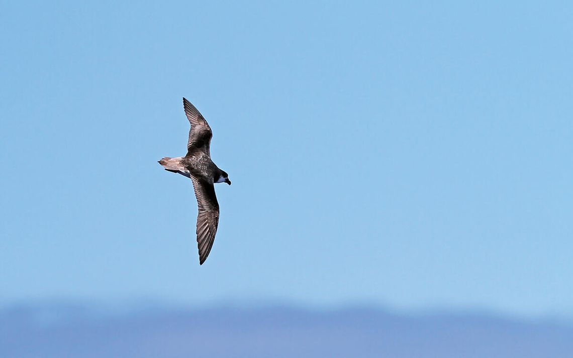 Jeźdźcy na huraganie