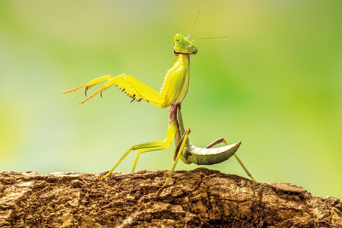 Kochankowie w naturze Kochankowie w naturze