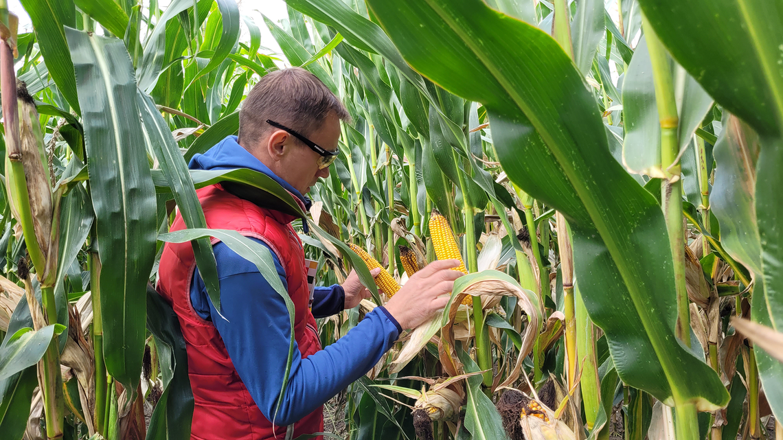 Kukurydza pastewna a cukrowa – poznaj najważniejsze różnice