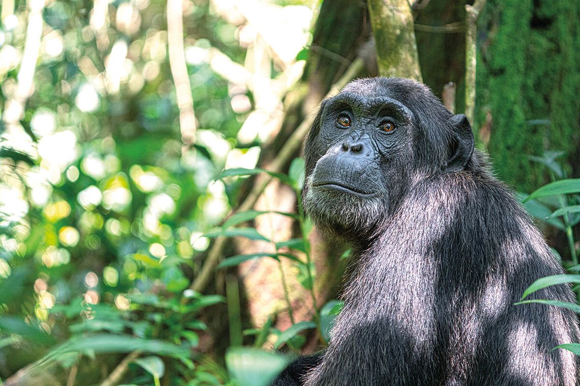 Lekarze wśród zwierząt Lekarze wśród zwierząt