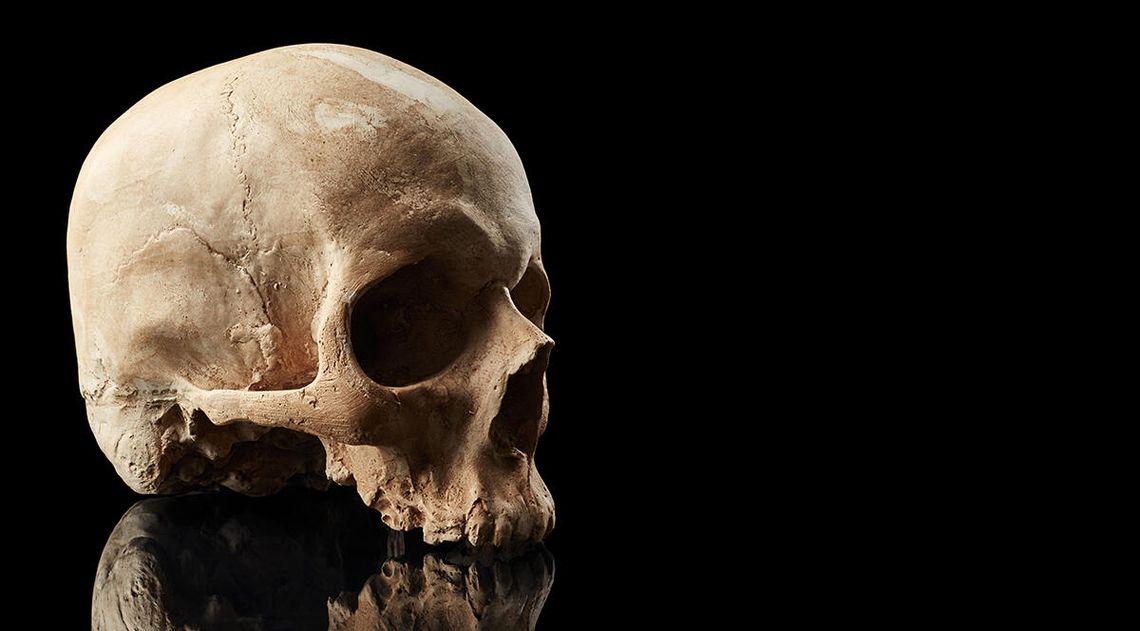 Ludzka czaszka w lesie w Carpentersville