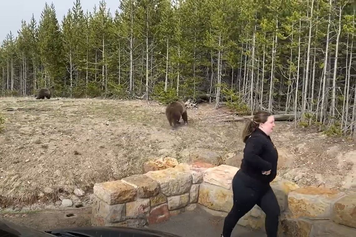 Mieszkanka Carol Stream z zarzutami po nagraniu z niedźwiedziem grizzly