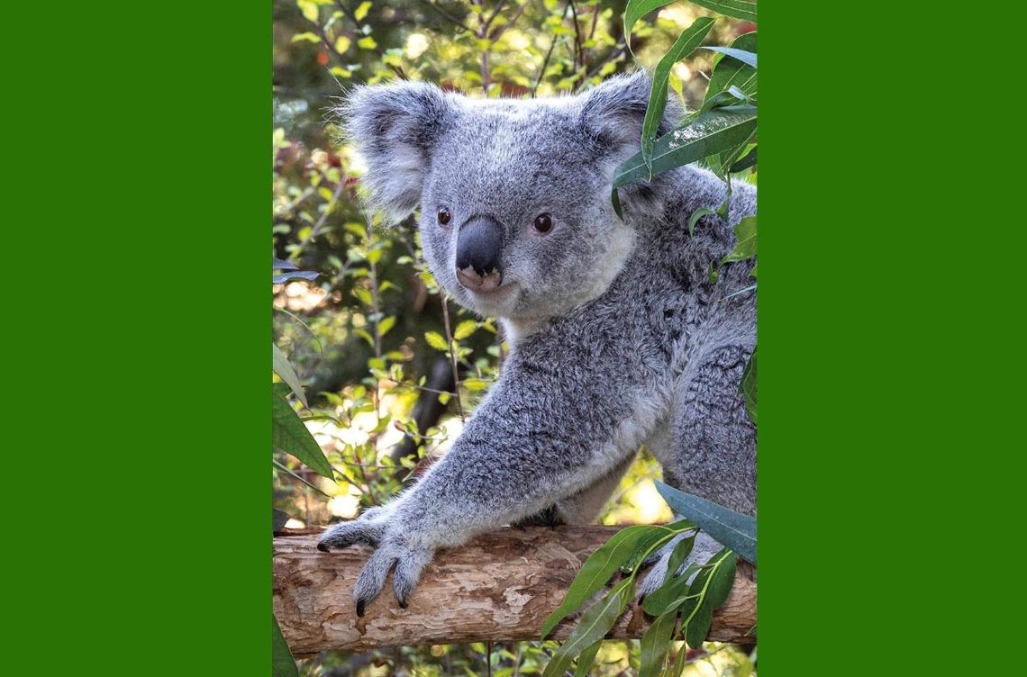 Misie koala zadebiutowały w Brookfield Zoo 