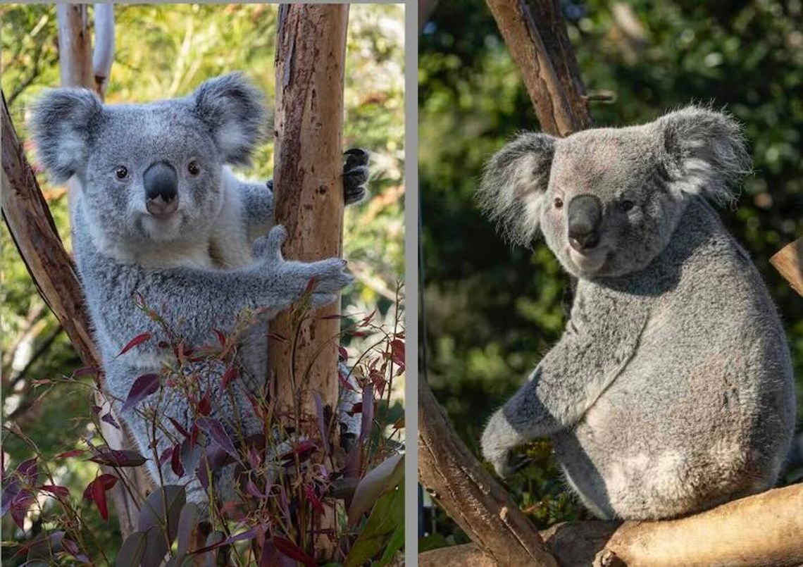 Misie koala zadebiutują w Brookfield Zoo