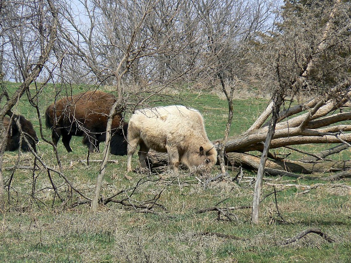 Narodziny białego bizona w Yellowstone spełnieniem proroctwa Indian Lakota