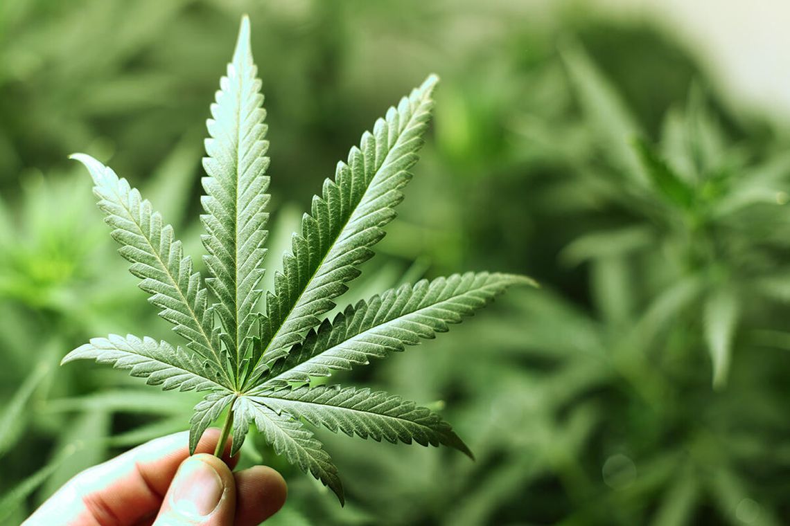 Nastolatki używające marihuany mają podwojone ryzyko poważnych zaburzeń psychicznych Nastolatki używające marihuany mają podwojone ryzyko poważnych zaburzeń psychicznych