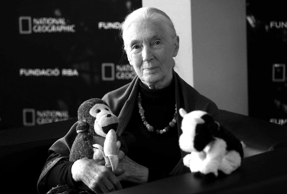 Nie żyje Jane Goodall, prymatolog znana ze swoich przełomowych badań nad szympansami Nie żyje Jane Goodall, prymatolog znana ze swoich przełomowych badań nad szympansami