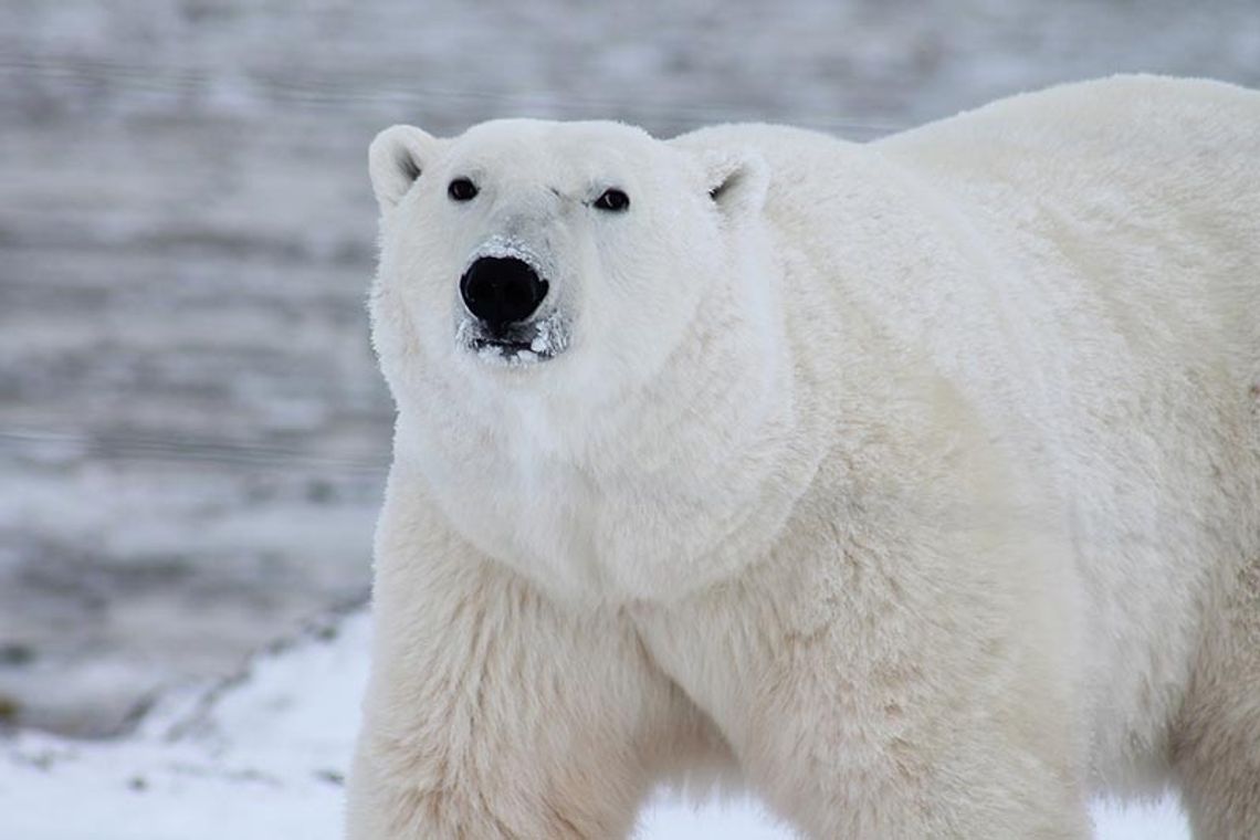 Niedźwiedź polarny na Alasce zabił dwie soby