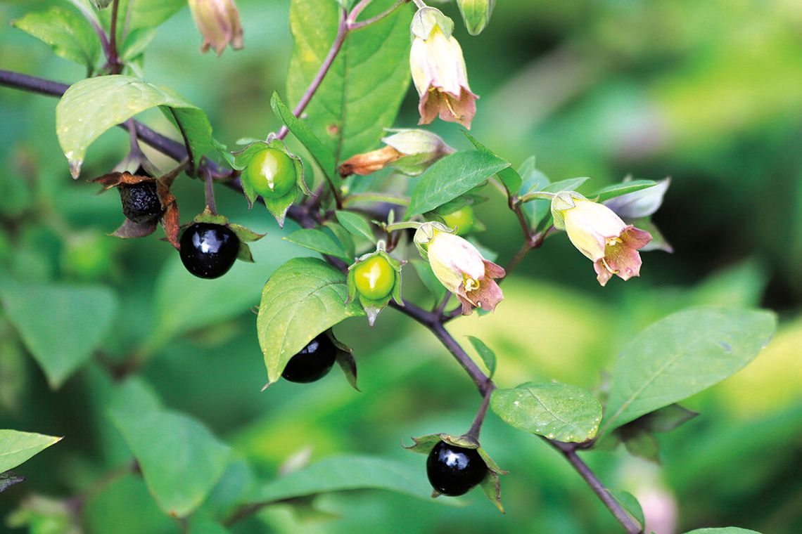 Piękno, które zabija