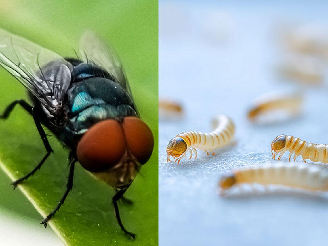 Pierwszy w kraju przypadek zakażenia człowieka larwą muchy jedzącą ciało