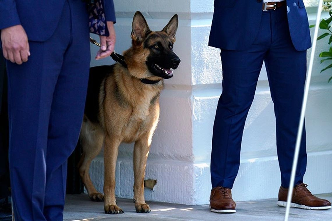 Pies prezydenta Bidena pogryzł agentów jego ochrony