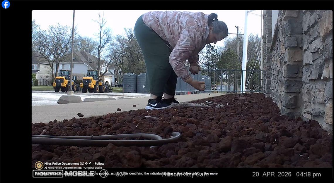 Policja poszukuje kobiety, która zabrała jaja gęsi w Niles (WIDEO)