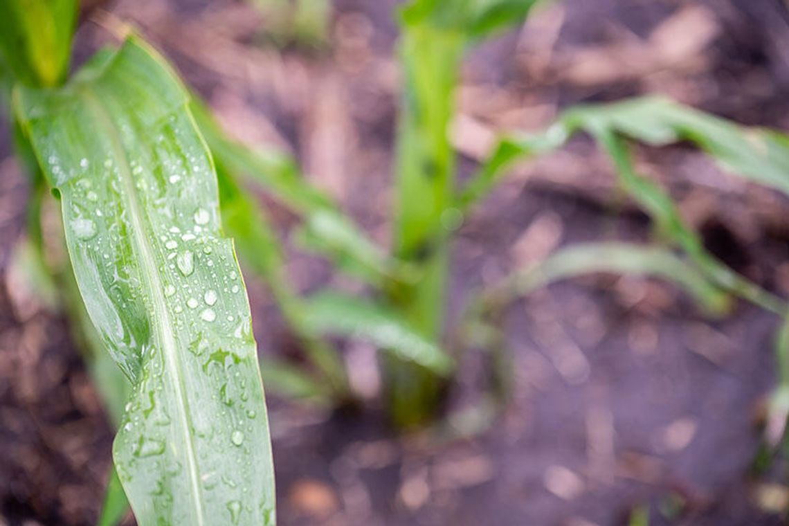 „Pot kukurydziany” potęguje falę upałów w Illinois. Rolnicze zjawisko zwiększa wilgotność i temperatury