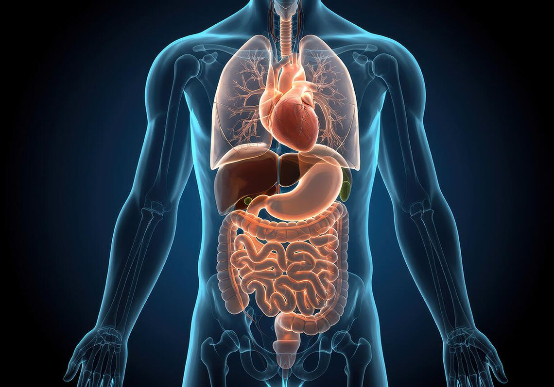 Powstał Atlas Narządów Ludzkich - otwarty portal z danymi w technologii 3D