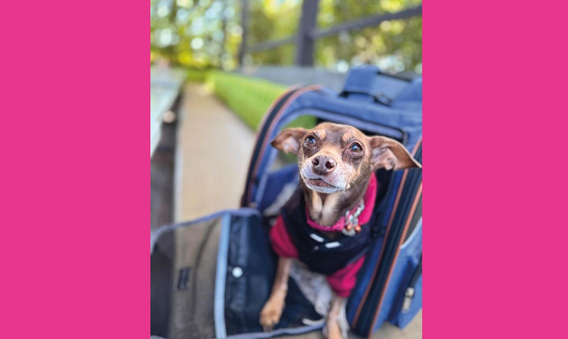 Przyjaciel cudownie odnaleziony Przyjaciel cudownie odnaleziony