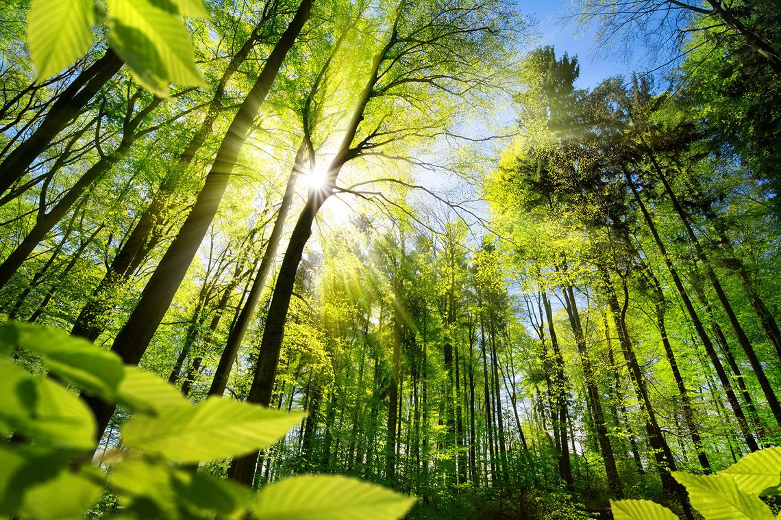 Psychologia w rytmie drzew – terapia naturą nie tylko na Dzień Ziemi