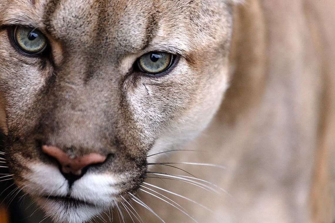 Puma widziana w Illinois, służby zalecają ostrożność Puma widziana w Illinois, służby zalecają ostrożność