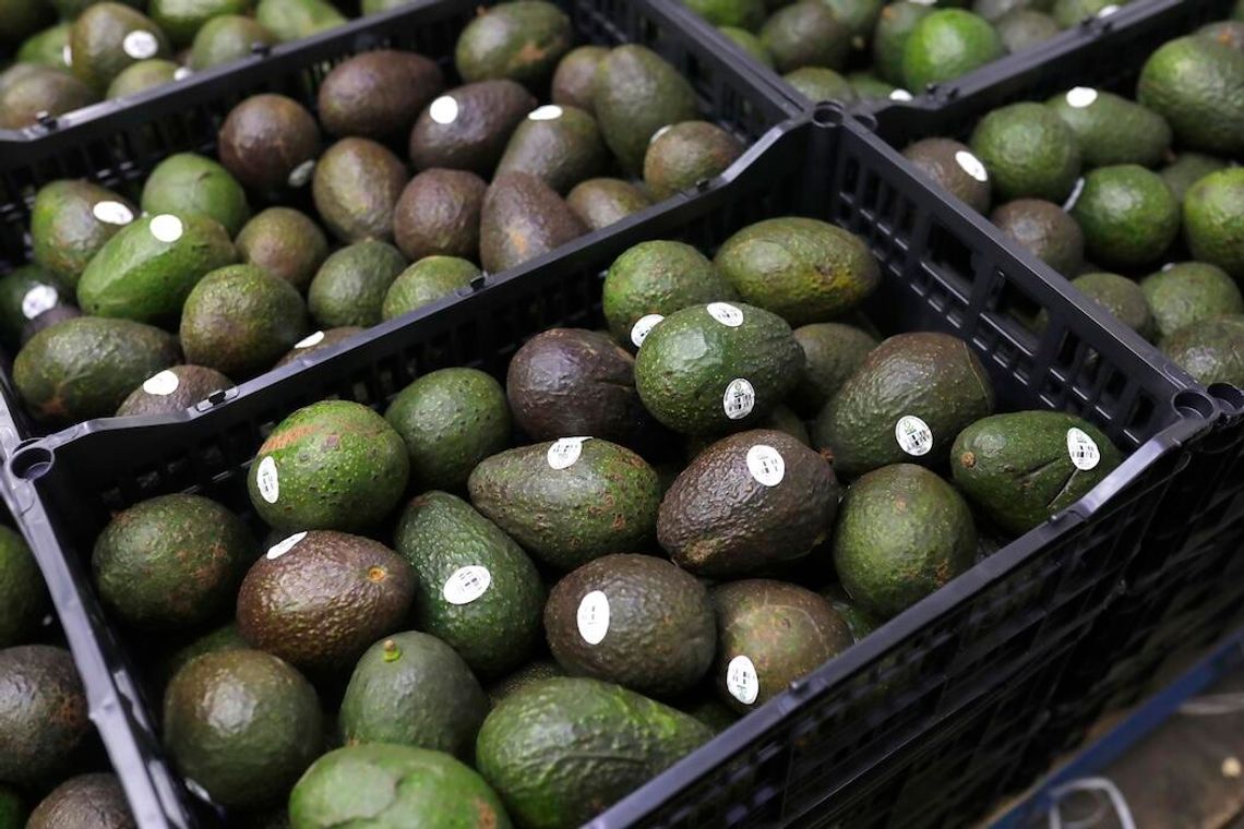 Rekordowy eksport meksykańskiego awokado do USA dzięki Super Bowl, wzbogacą się też kartele