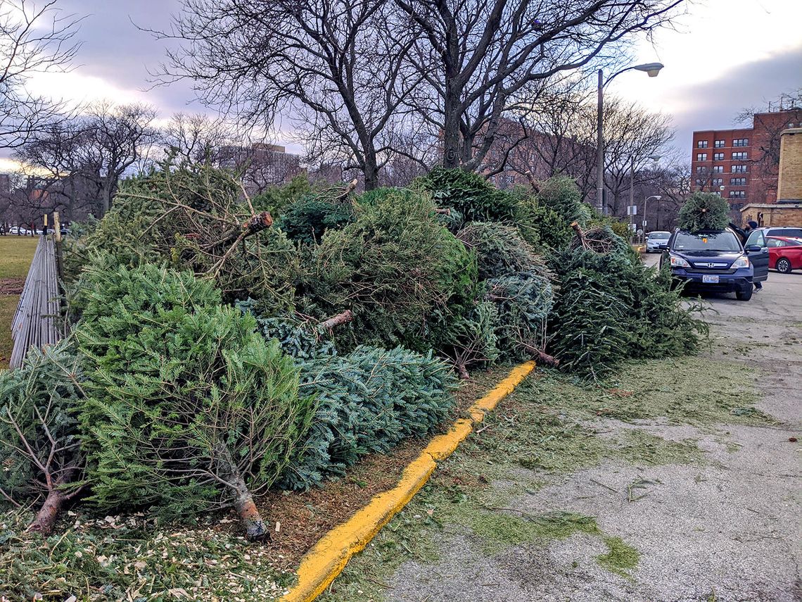 Rusza program recyklingu choinek, popsutych światełek