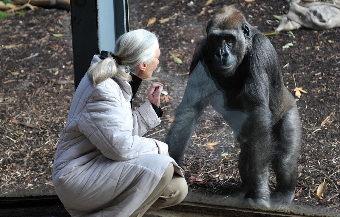 Ślad w dżungli Ślad w dżungli
