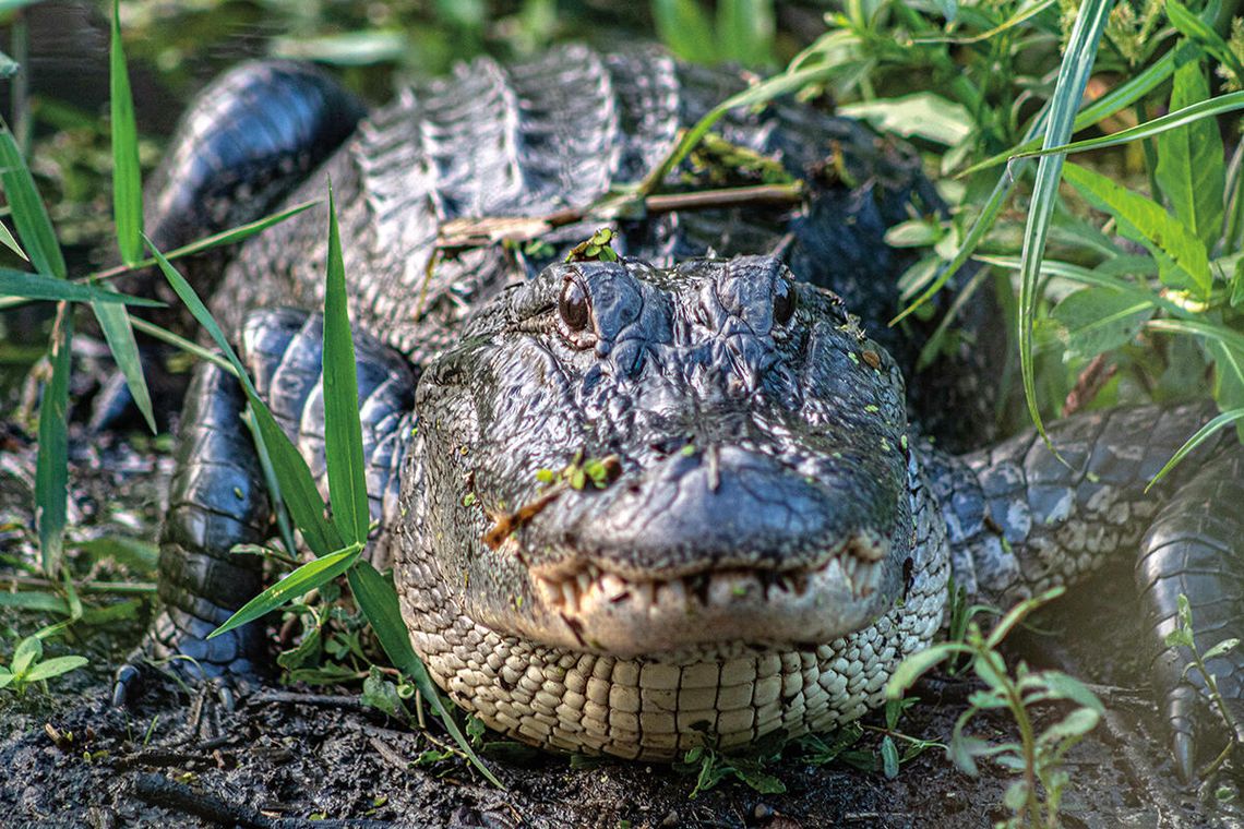 Strażnicy Everglades