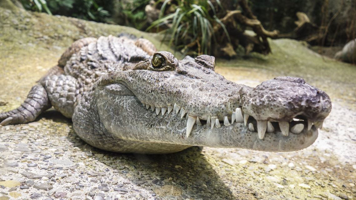 Na Florydzie aligator zabił 85-letnią kobietę