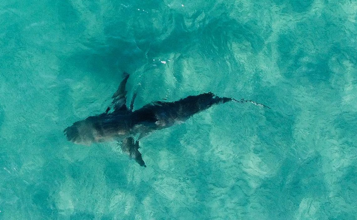 Surfer zaatakowany przez rekina u wybrzeży Honolulu