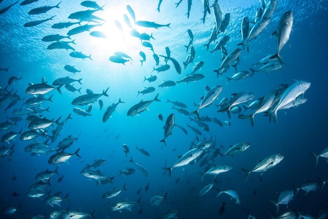 Światowy Dzień Oceanów: jedna trzecia populacji ryb na świecie zagrożona przełowieniem Światowy Dzień Oceanów: jedna trzecia populacji ryb na świecie zagrożona przełowieniem