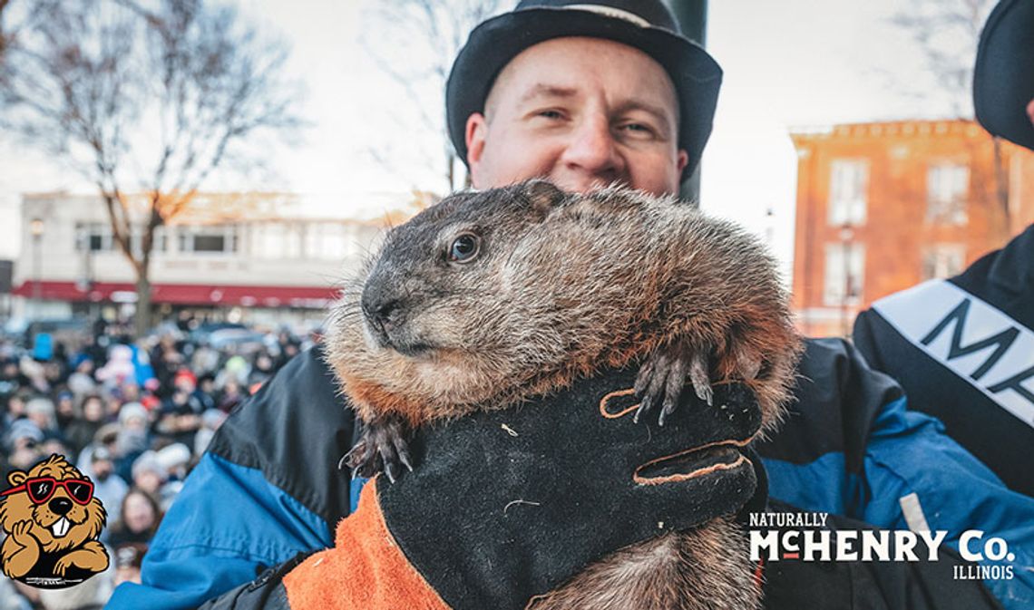 Świstak Punxsutawney Phil i Willie z Woodstock zwiastują rychłe nadejście wiosny (WIDEO)