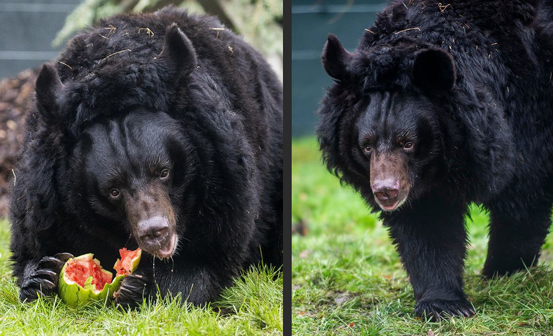 Szkocja. Zoo w okolicach Edynburga przygarnęło niedźwiedzia, który przetrwał wojnę na Ukrainie