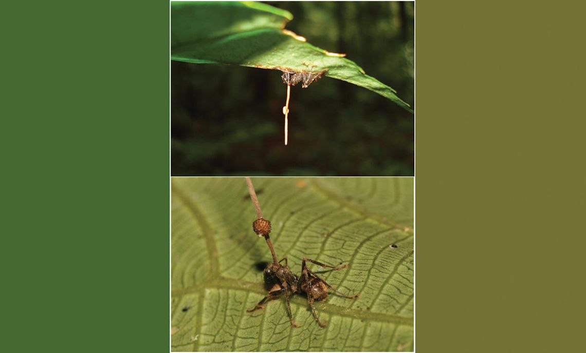 Tajlandzkie mrówki zombie