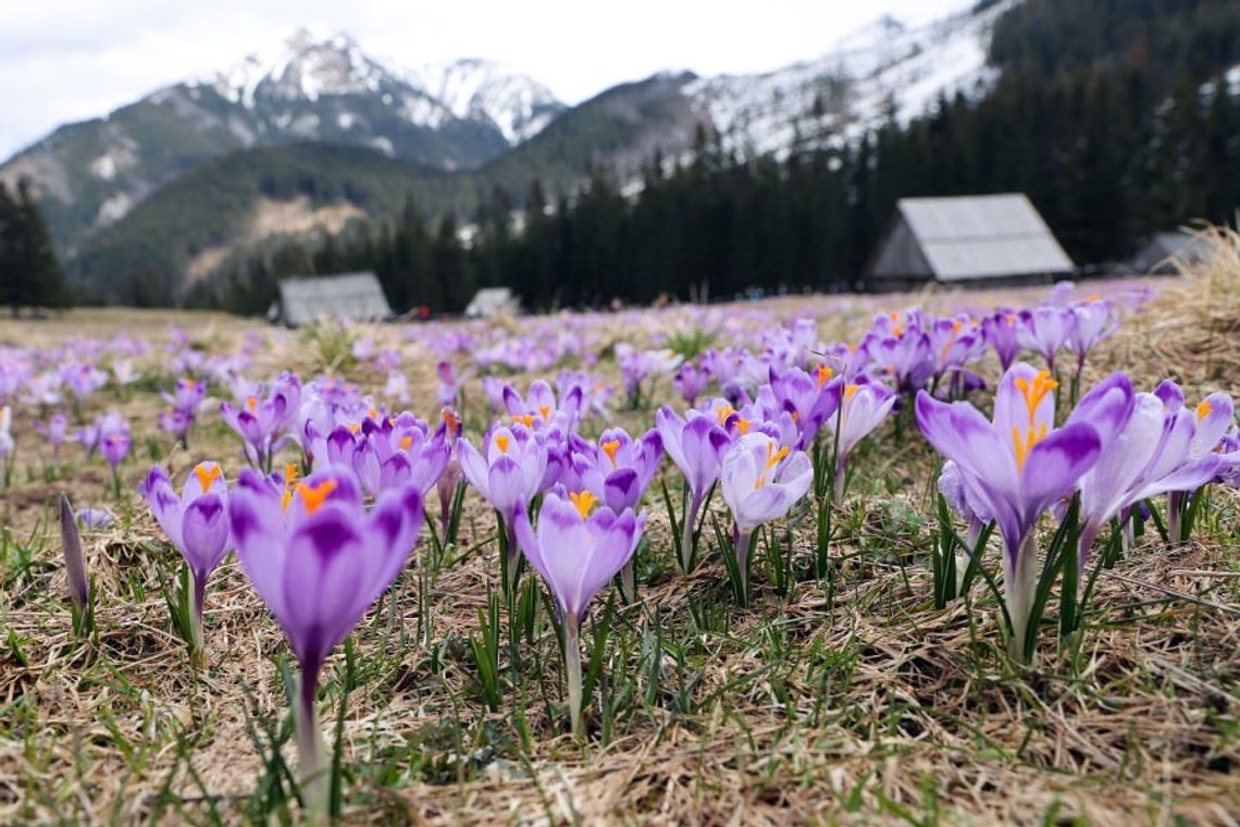 Tatry. Podczas Świąt Wielkanocnych sezon krokusowy w pełni