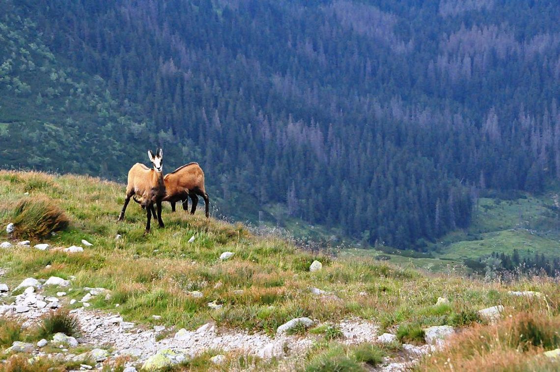 Tatry. Rozpoczęło się liczenie kozic