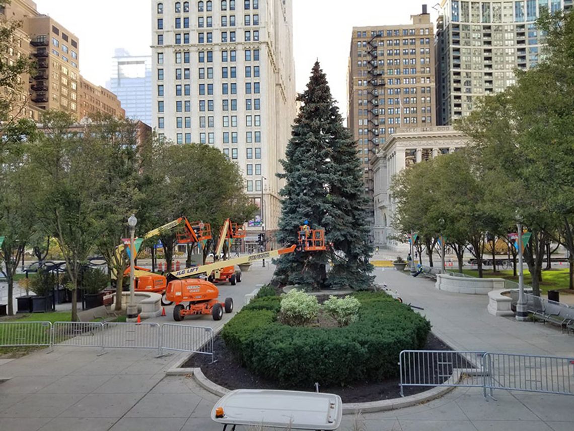 Tegoroczna oficjalna choinka Chicago już stoi w Millennium Park (ZDJĘCIA)