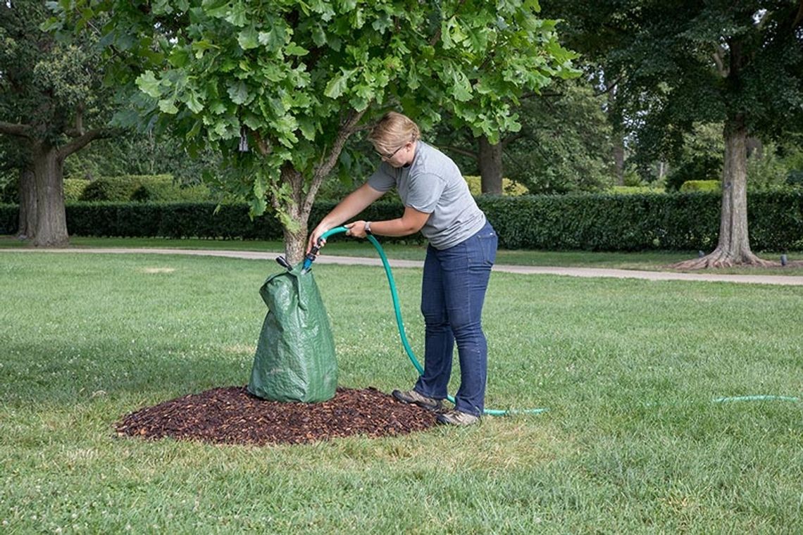 The Morton Arboretum advice on watering trees, plants during drought