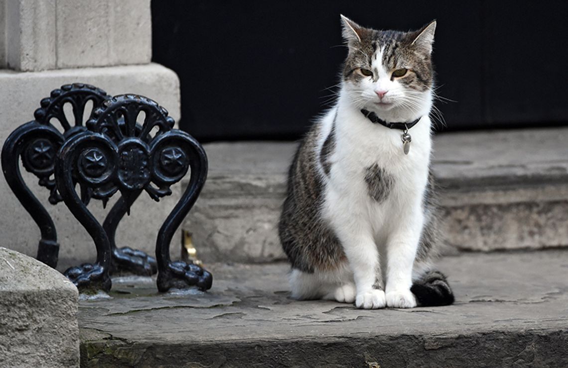 W. Brytania. Cameron odchodzi z Downing Street; kot Larry pozostaje (ZDJĘCIA)