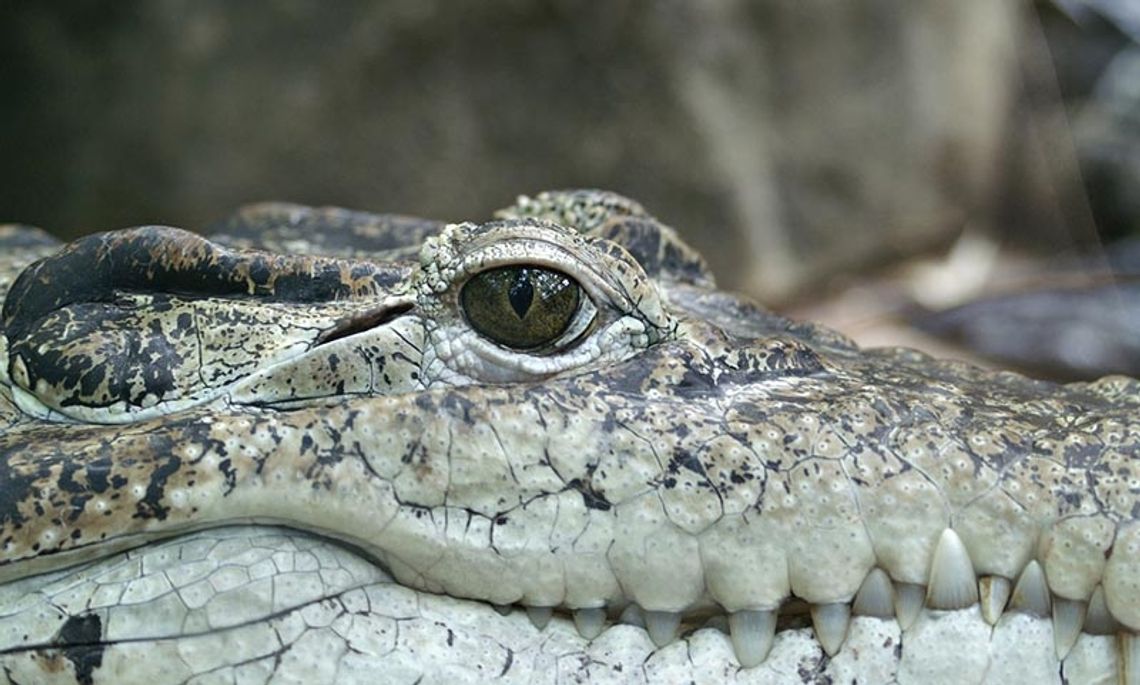 W Karolinie Południowej aligator zabił kobietę, która wyszła na spacer z psem