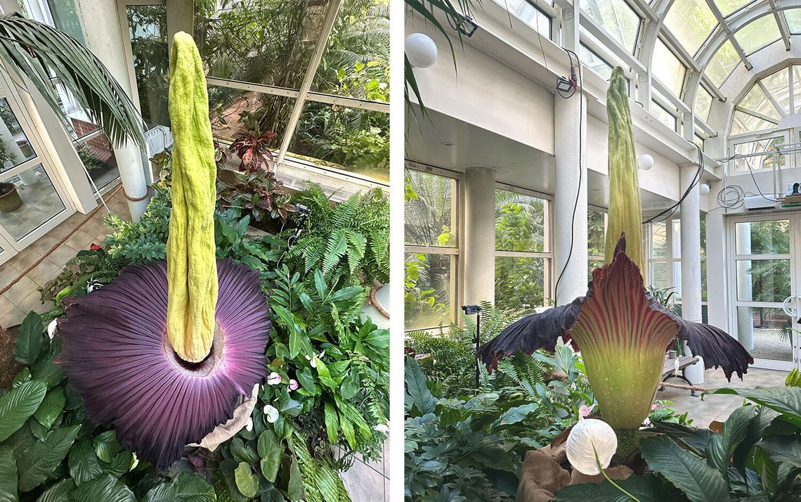 W ogrodzie botanicznym po raz drugi zakwitł najbardziej śmierdzący kwiat świata