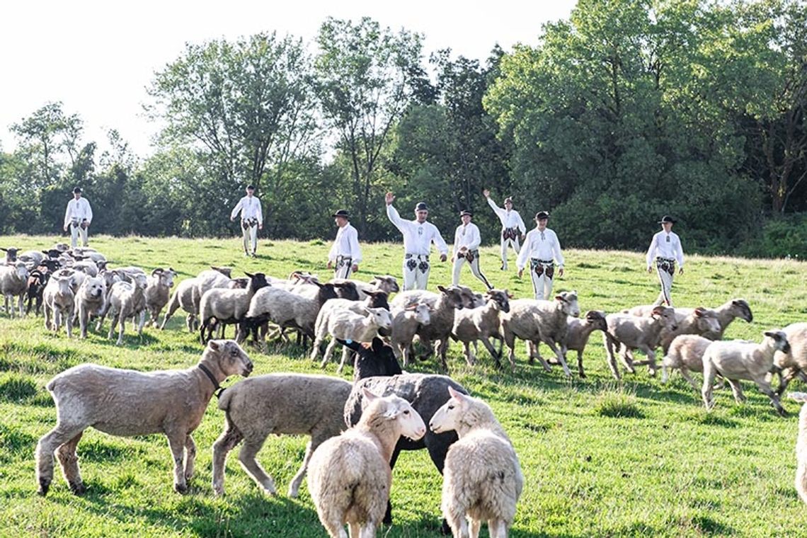 W pogoni za kolorem, dobrym światłem i… owcami