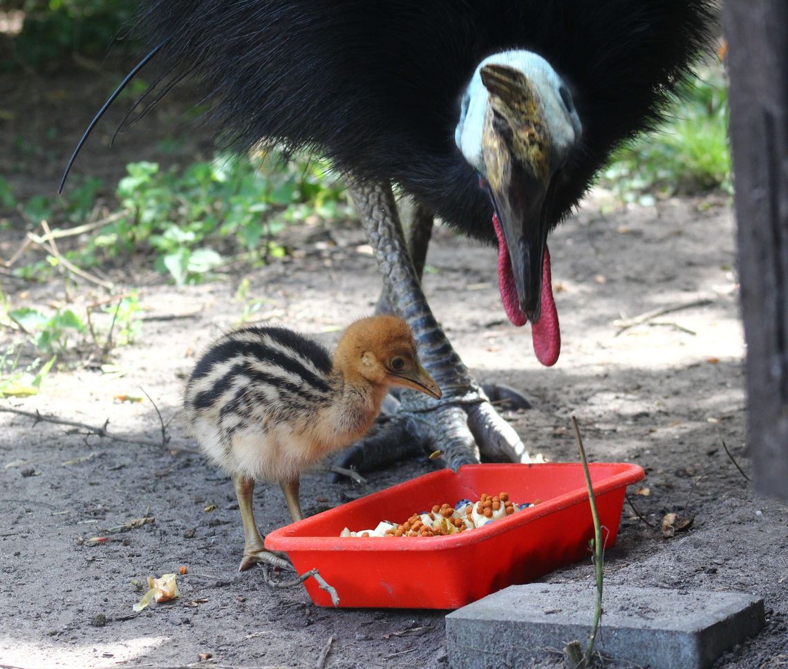 Warszawa. W zoo wykluł się kazuar hełmiasty