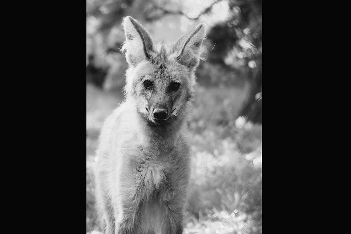 Warszawa. Zoo pożegnało Tinę, samicę wilka grzywiastego