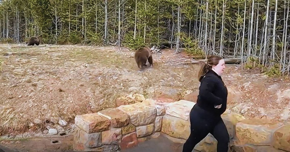 Więzienie dla mieszkanki Carol Stream za zaczepianie niedźwiedzia grizzly