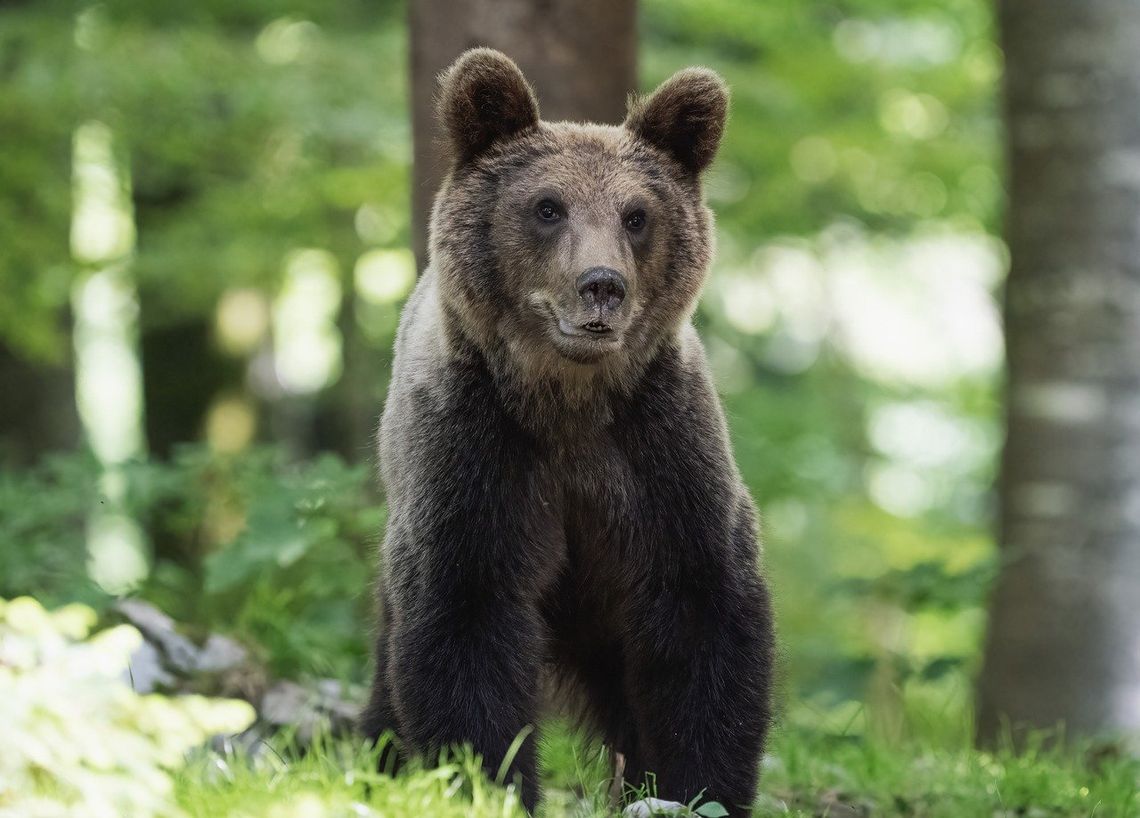 Włochy. Niedźwiedź przed lokalem wyborczym w Trydencie