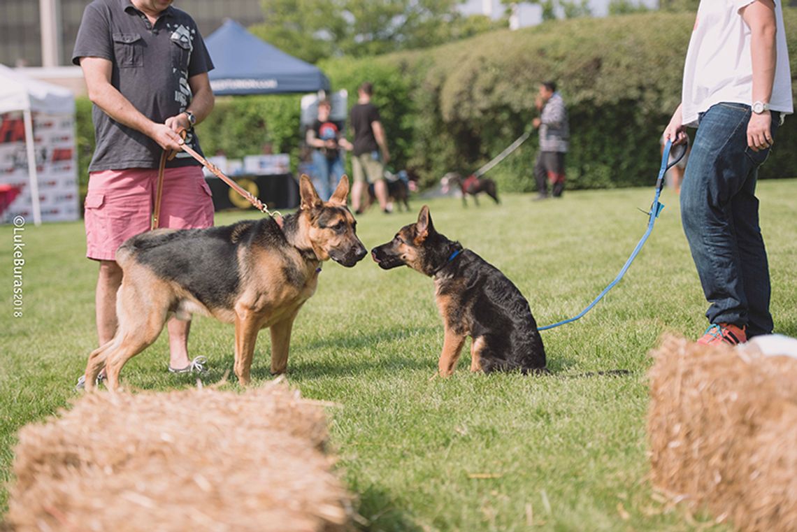 Woof Fest czyli rodzinny piknik z psem