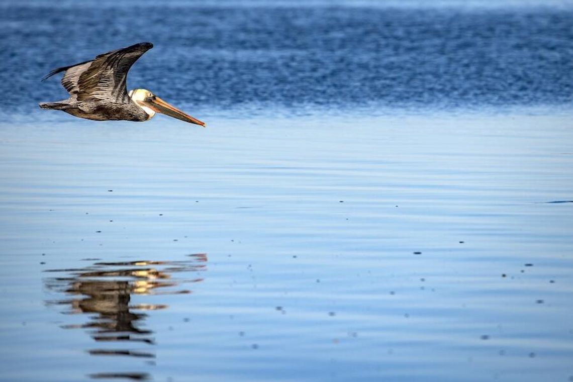 Wyciek ropy w Zatoce Meksykańskiej; martwe żółwie, delfiny i manaty Wyciek ropy w Zatoce Meksykańskiej; martwe żółwie, delfiny i manaty