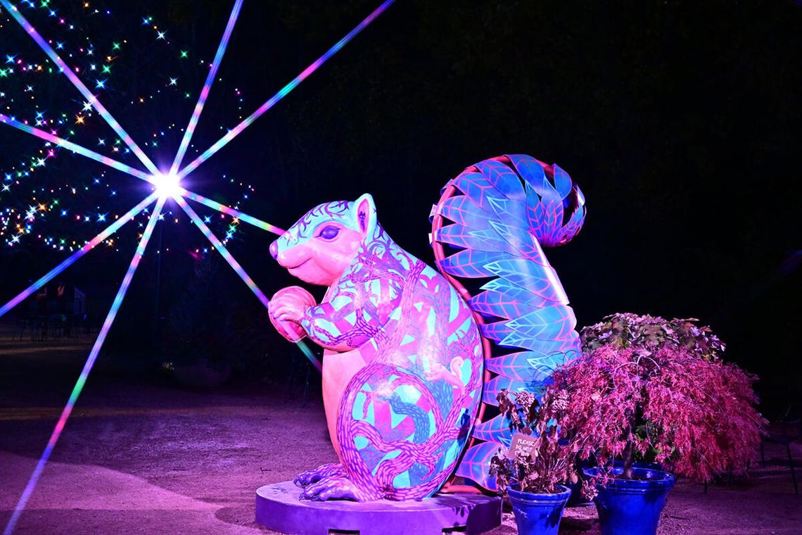 Zaczarowana magia drzew: Illumination w Morton Arboretum w Lisle Zaczarowana magia drzew: Illumination w Morton Arboretum w Lisle